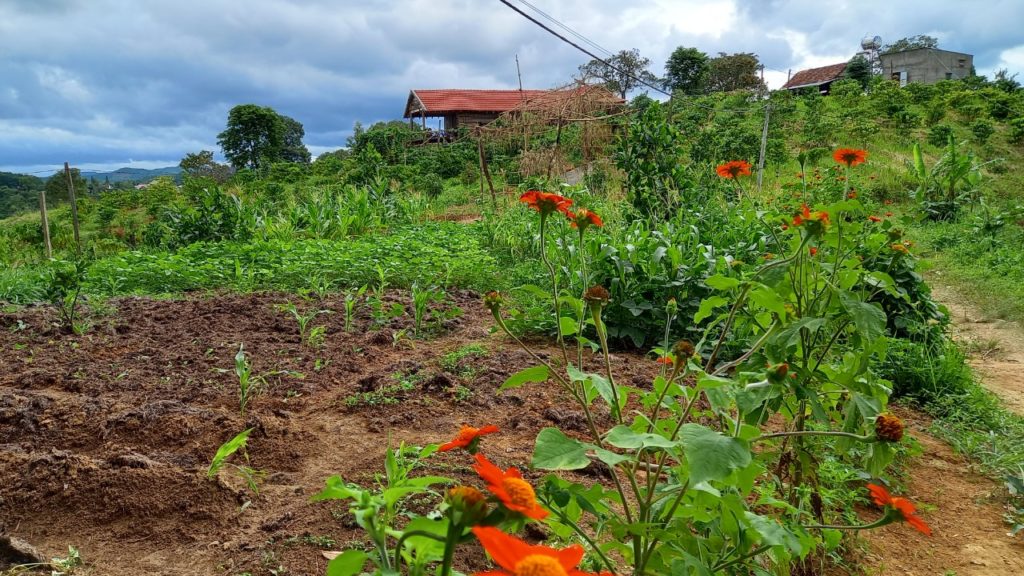 Deep Pipe Irrigation Pan Gaia Permaculture